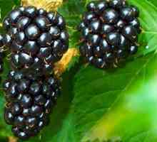 Blackberry - léčivé vlastnosti