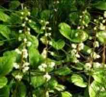 Wintergreen rotundifolia - popis užitečných vlastností, aplikace