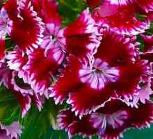 Carnation - léčivé vlastnosti