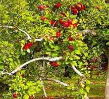 Jabloň - léčivé vlastnosti