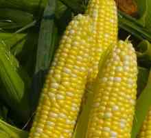 Léčivé vlastnosti kukuřice