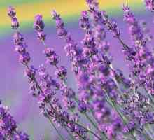 Lavender - léčivé vlastnosti