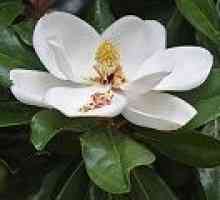 Magnolia - popis užitečných vlastností, aplikace