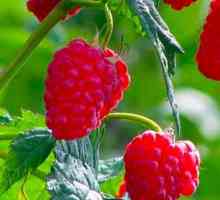 Raspberry Common - léčivé vlastnosti