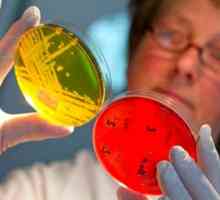 Co signalizuje Staphylococcus aureus ve stolici u kojenců