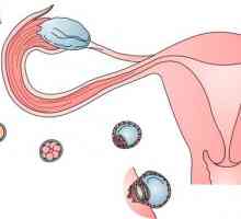 Příznaky ovulace pocitů