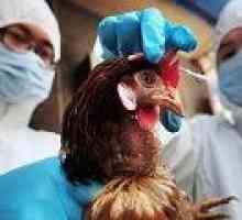 Ptačí chřipka: příčiny, příznaky, léčba