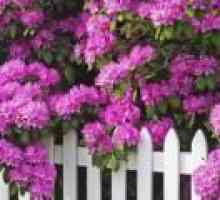 Rhododendron (výsadba a údržba) - popis užitečných vlastností, aplikace