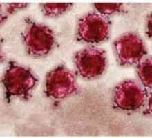 Rotavirus gastroenteritida, příznaky a léčba