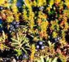 Shiksha nebo černá šicha (tráva): užitečné vlastnosti