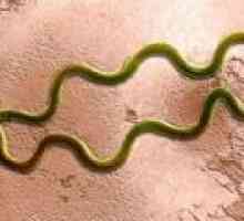 Latentní syfilis - příčiny, příznaky, léčba