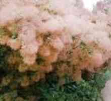 Cotinus coggygria kouř strom nebo borovice (chov, výsadba a péče)