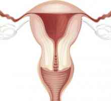 Děložní kontrakce po porodu
