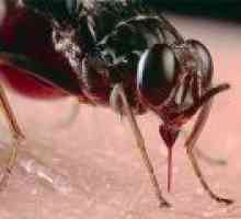 Bodnutí hmyzem a jejich léčba