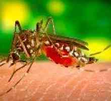 Vakcína Malárie pomáhají chránit před rakovinou