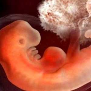Porodnické 3 týdny po početí a těhotenství: Co se stane v ženském těle