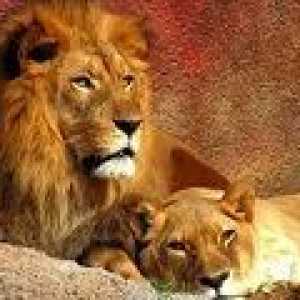 Alergická reakce na vlasové lvy: neobvyklý případ