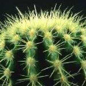 Opuntia - kaktus (typy a údržba) - popis užitečných vlastností, aplikace
