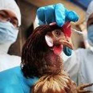 Ptačí chřipka: příčiny, příznaky, léčba