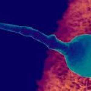 Jak dlouho žít vajíčko po ovulaci?