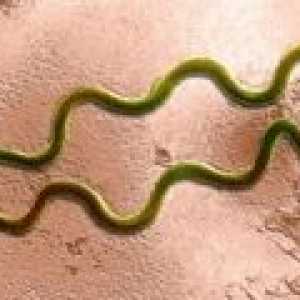 Latentní syfilis - příčiny, příznaky, léčba