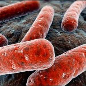 Tuberkulóza: příznaky a léčba
